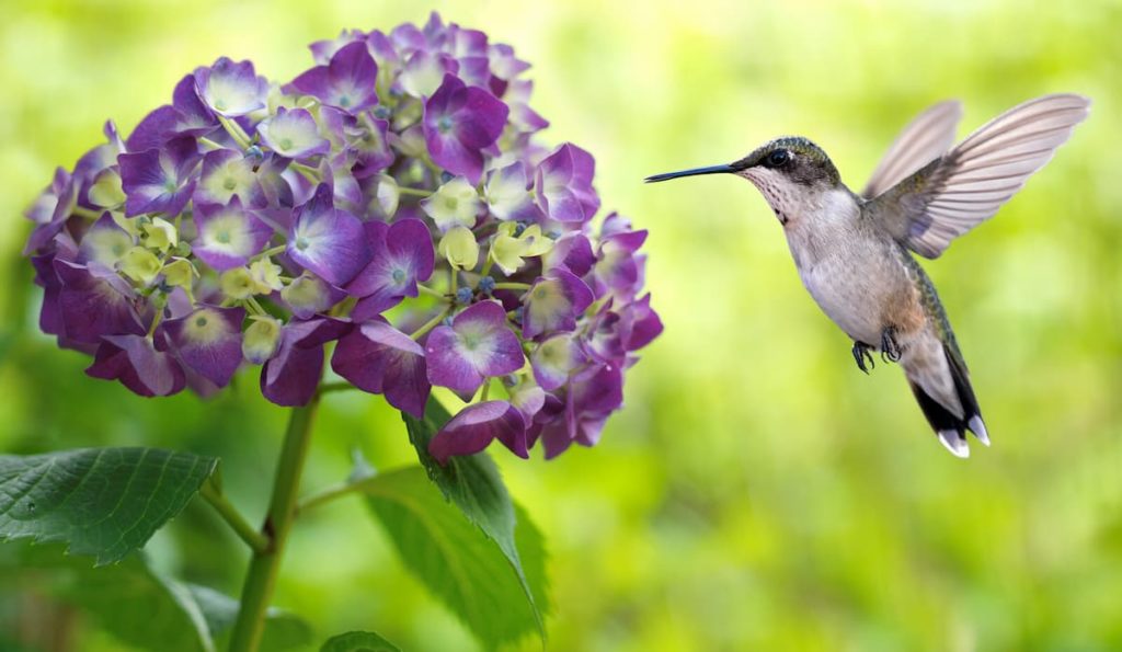 Colibri, symbole d'épanouissement, d'alignement et de singularité